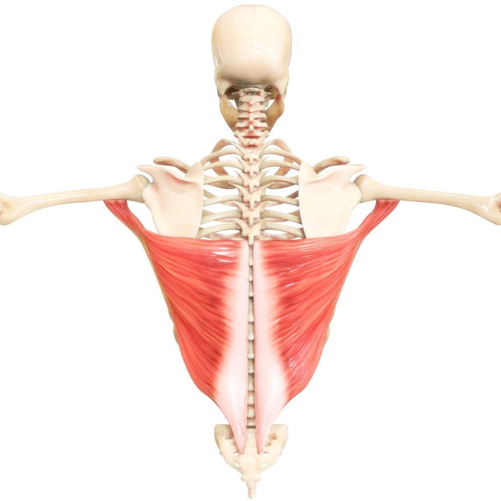 cpd-AIFiMM-Formazione-latissimus-dors