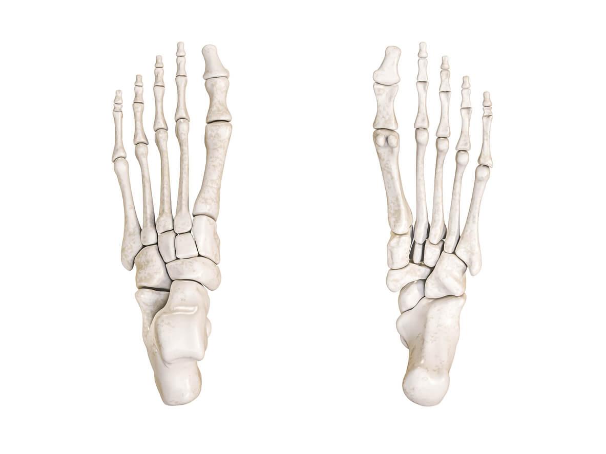 cpd-AIFiMM-Formazione-first-and-fifth-metatarsals