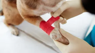 The Importance of First Aid Knowledge in Canine Care