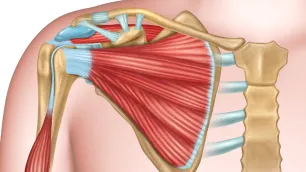 Biomechanical Analysis of the Shoulder — Part 1: Vectorial Dominances in Scapular and Humeral Positioning