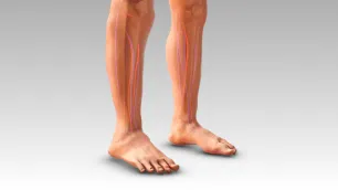 Biomechanical Analysis of the Lower Limb - Part 2: Vectorial Dominances of the Foot