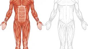 From Muscular Chains to Complex Systems
