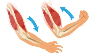 The Muscle as Final Effector: Three Converging Systems