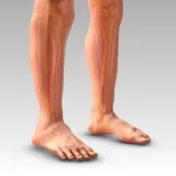 Biomechanical Analysis of the Lower Limb - Part 2: Vectorial Dominances of the Foot