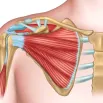 cpd-AIFiMM-Formazione-Biomechanical-Analysis-of-Shoulder-Part-1